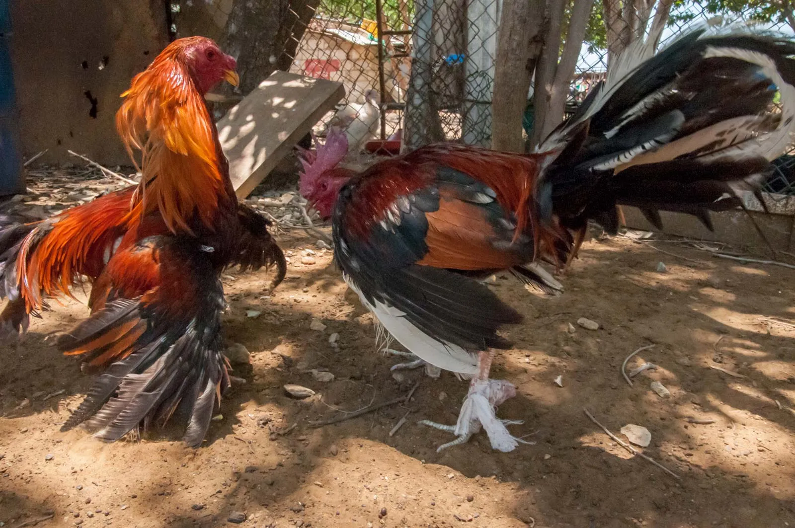 Huấn luyện gà chiến đấu: Hướng dẫn toàn diện cho chủ nuôi