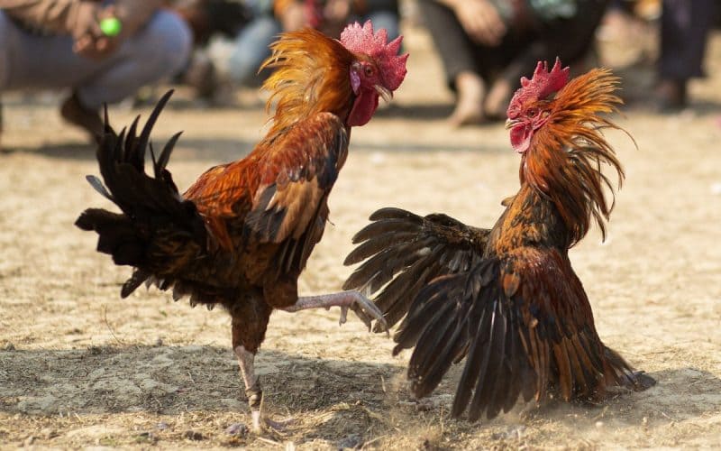 Đá gà Peru – Cao thủ chia sẻ những thông tin chi tiết nhất