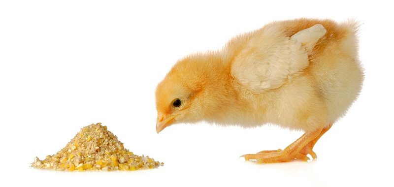 Thức ăn thô xay nhỏ giúp gà con dễ ăn