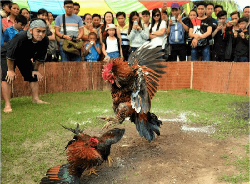 Lễ hội chọi gà là một phần của di sản văn hóa và được bảo tồn