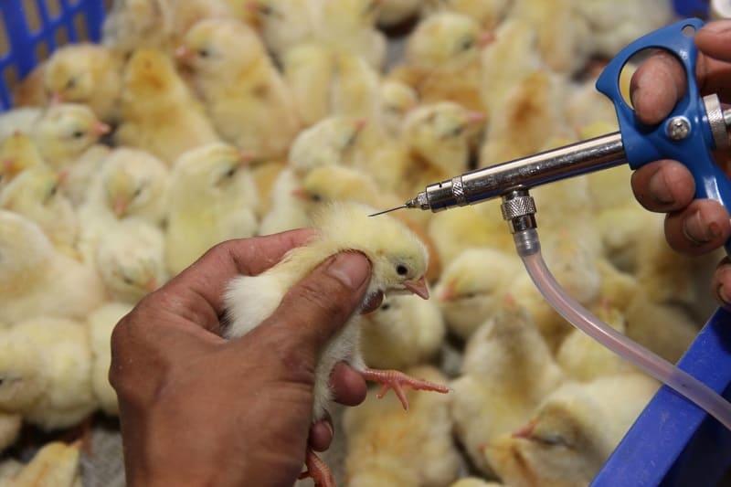 Tiêm chủng định kỳ để gà Đông Tảo tăng khả năng phòng dịch bệnh