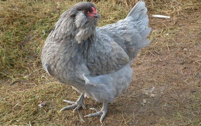 Cách nuôi và chăm sóc gà Ameraucana