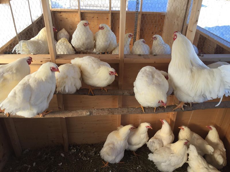 Chia sẻ mẹo chăn nuôi giúp gà đạt chất lượng cao