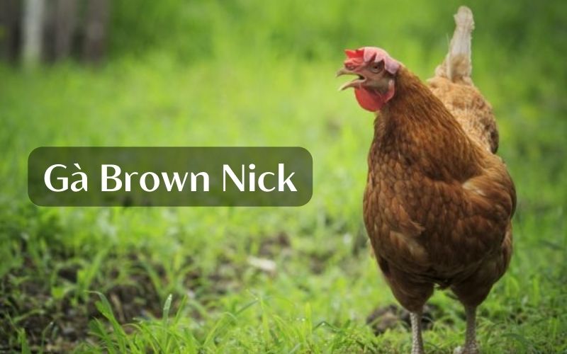 Đặc điểm của giống gà Brown Nick