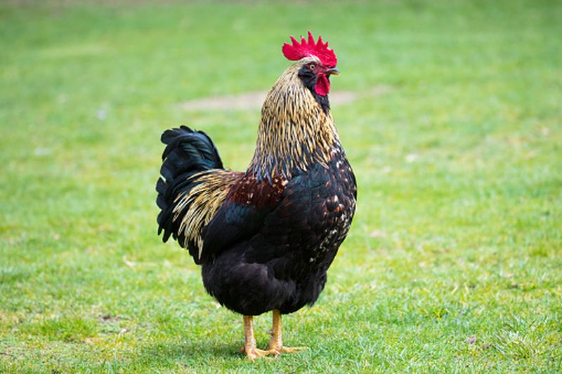 Để sở hữu một con gà Barnevelder, người nuôi phải trả bao nhiêu tiền?