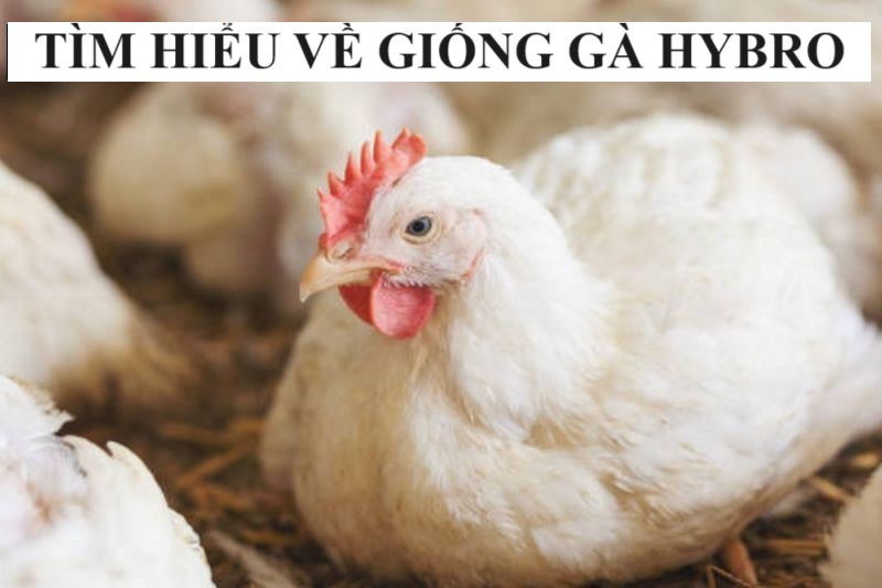 Gà Hybro | Sự lựa chọn hoàn hảo cho người nuôi gà chuyên nghiệp