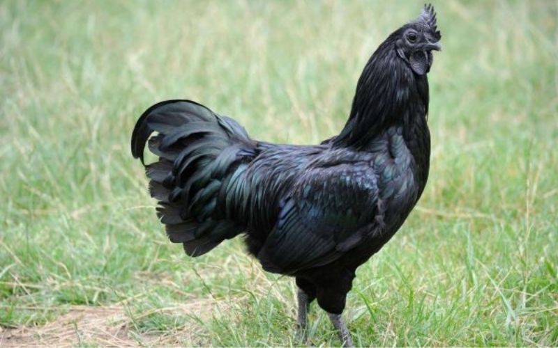 Gà H’Mông có nhiều đặc điểm nổi bật hơn giống gà thông thường