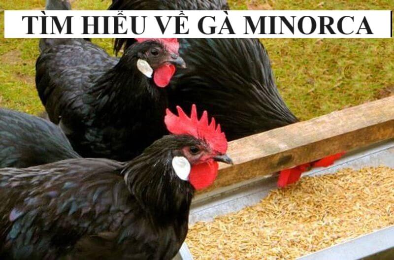 Gà Minorca | Khám phá điều làm nên sự độc đáo của giống gà