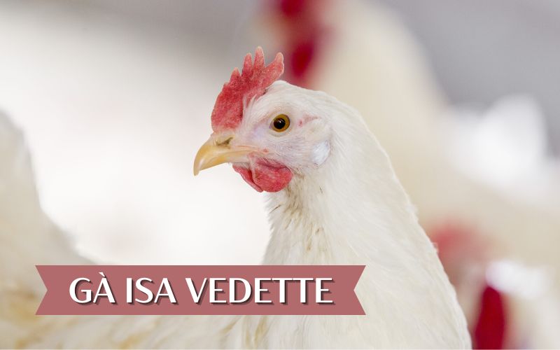 Gà Isa Vedette – Giống gà thịt cao sản đến từ Pháp