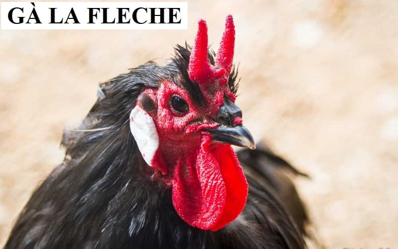 Gà La Fleche gây ấn tượng mạnh mẽ với vẻ ngoài cùng chất lượng thịt