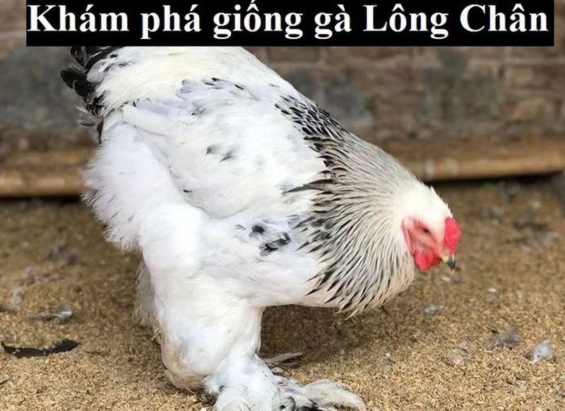 Gà Lông Chân | Khám phá giống gà có ngoại hình độc đáo nhất