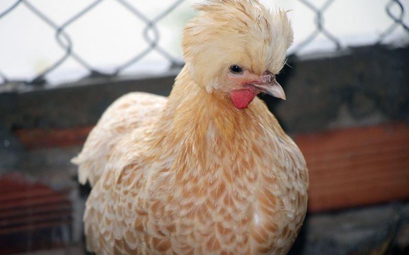 Hướng dẫn cách nuôi và chăm sóc gà Ba Lan