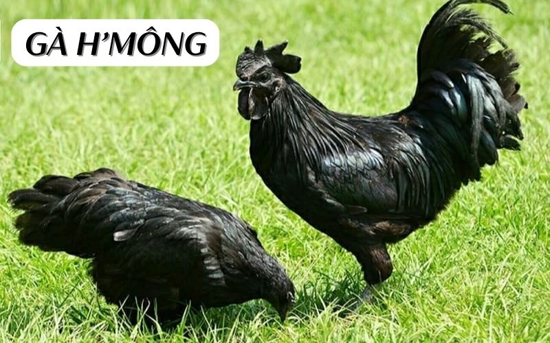 Nguồn gốc của giống gà H’Mông quý hiếm