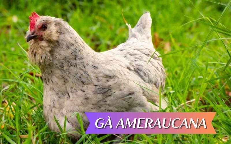 Tìm hiểu về lịch sử của giống gà Ameraucana
