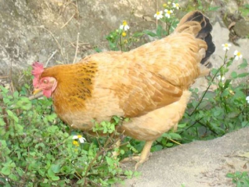 Việt Nam là nơi lý tưởng để chăn nuôi loài gà này