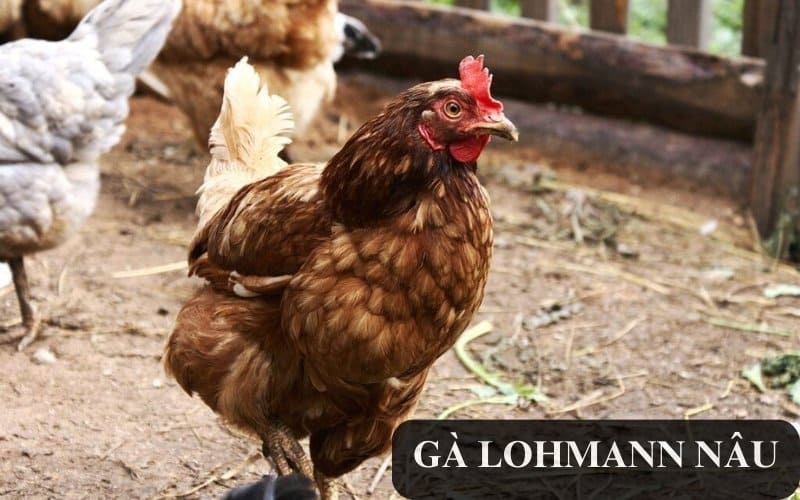Giống gà Lohmann nâu – Đặc điểm, cách nuôi và chăm sóc