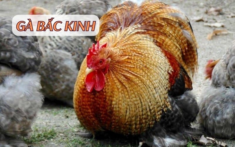 Lịch sử và nguồn gốc của giống gà Bắc Kinh