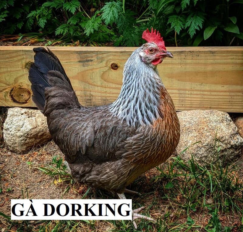Đặc điểm ngoại hình dễ nhận biết của gà Dorking