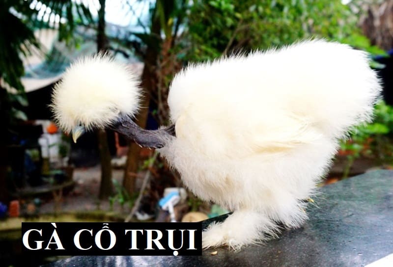 Gà cổ trụi – Giống vật nuôi có bộ lông độc lạ nhất Thế Giới