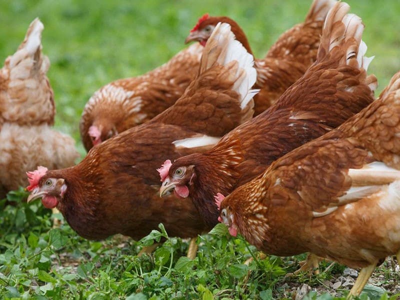 Giống gà siêu trứng có nguồn gốc từ Hà Lan